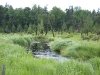 Wolf Pond inlet in beaver meadow
